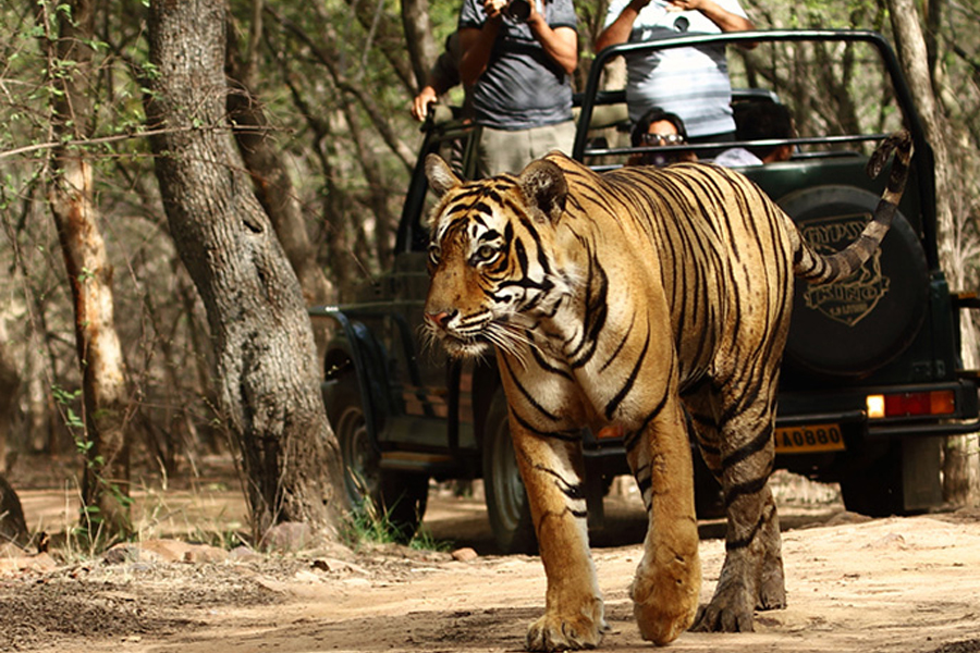 ranthambore Safaris