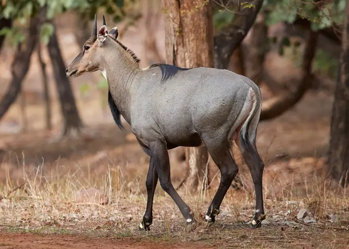 Blue Bulls in Ranthambore National Park