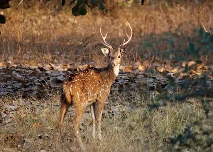Deer in Ranthambore National Park
