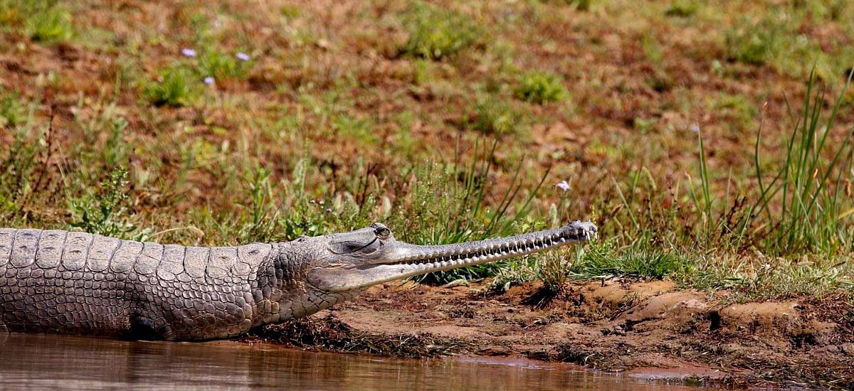 gharial sanctuary