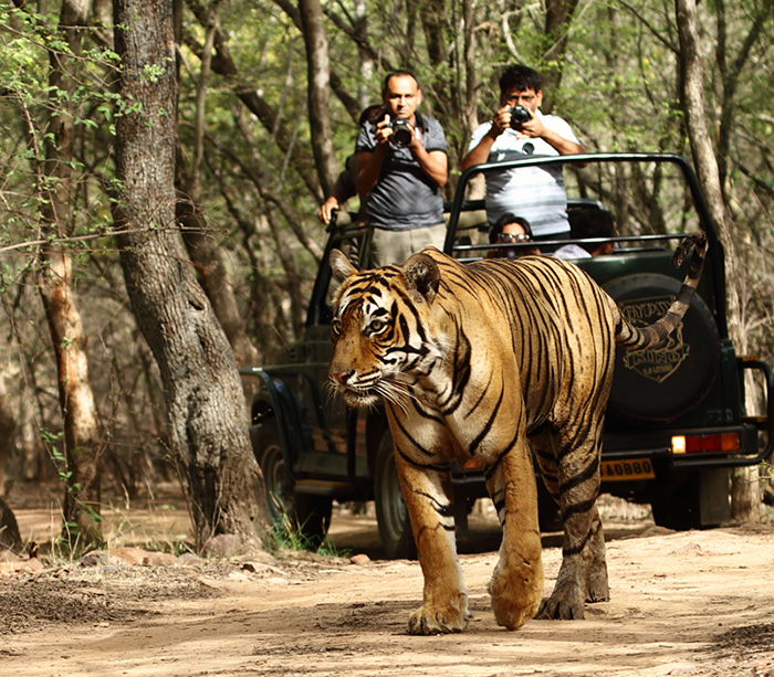 jeep safari ranthambore