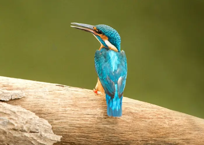 Kingfisher in Ranthambore National Park