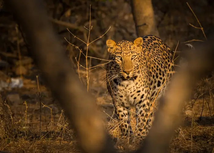 Leopard sighting near Ranthambore National Park