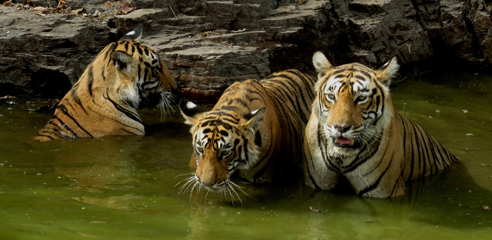 ranthambore wildlife safari