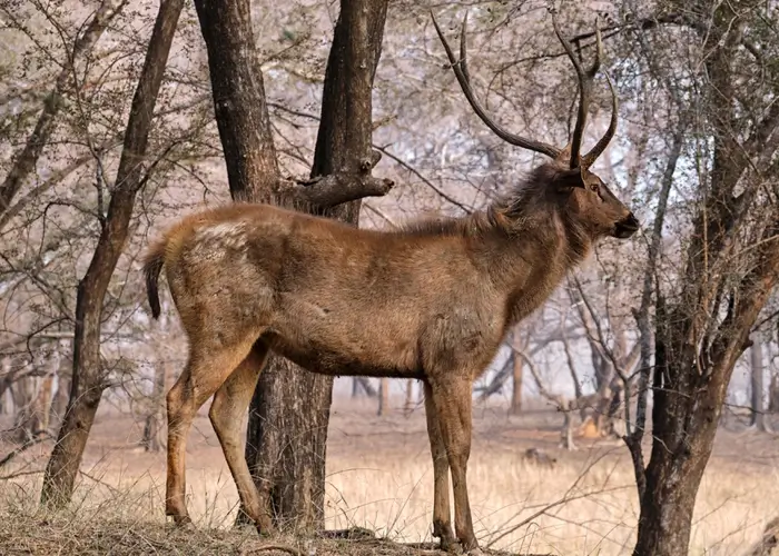 Sambhar in Ranthambore National Park