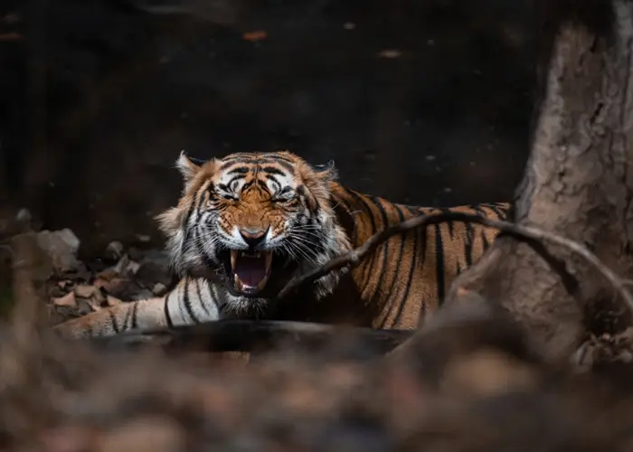 Tiger on safari in Ranthambore National Park
