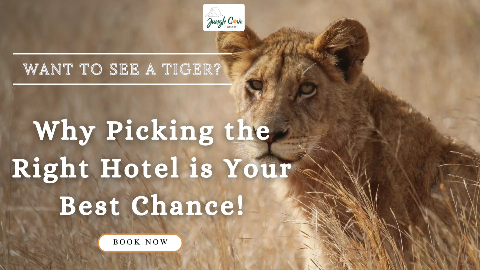Want to See a Tiger? Why Picking the Right Hotel is Your Best Chance