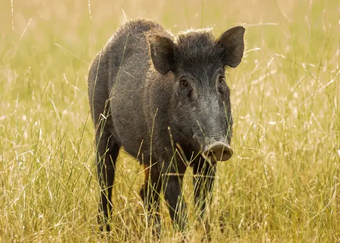 Wild Boars near Ranthambore National Park